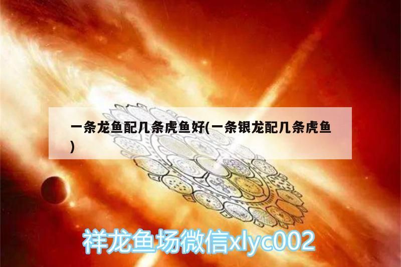 一條龍魚配幾條虎魚好(一條銀龍配幾條虎魚)