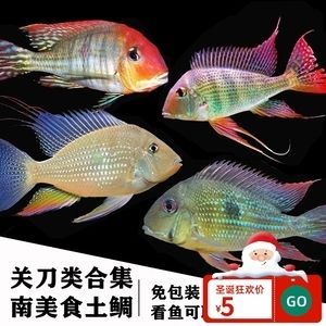 元寶鳳凰魚怎么繁殖的圖片：元寶鳳凰魚怎么繁殖 元寶鳳凰魚怎么繁殖的圖片：元寶鳳凰魚怎么繁殖 元寶鳳凰魚百科 第5張