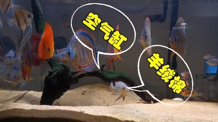 魚缸羊絨棉怎么洗,魚缸羊絨棉晾干技巧魚缸過濾棉更換周期魚缸維護常見問題 魚缸百科 第4張 魚缸羊絨棉怎么洗,魚缸羊絨棉晾干技巧魚缸過濾棉更換周期魚缸維護常見問題 魚缸羊絨棉怎么洗,魚缸羊絨棉晾干技巧魚缸過濾棉更換周期魚缸維護常見問題 魚缸百科 第4張
