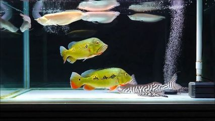 魟魚用什么顏色缸底：魟魚缸底顏色的選擇
