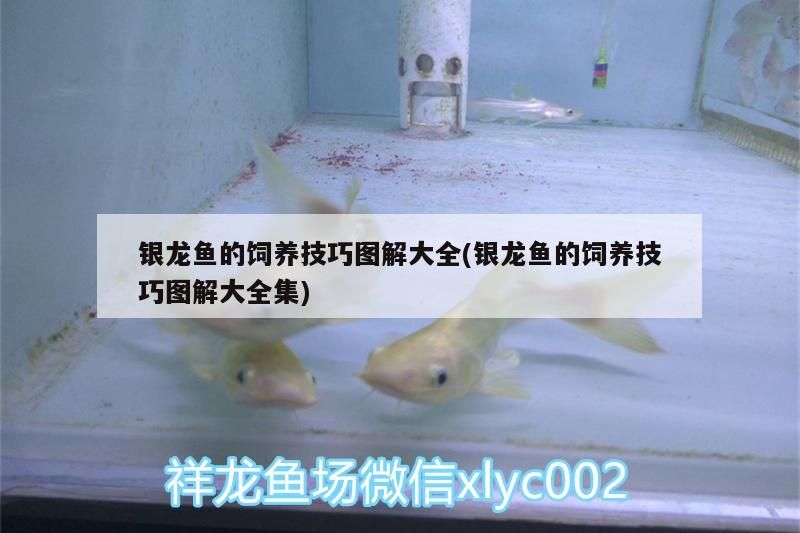 銀龍魚的飼養技巧圖解大全(銀龍魚的飼養技巧圖解大全集)