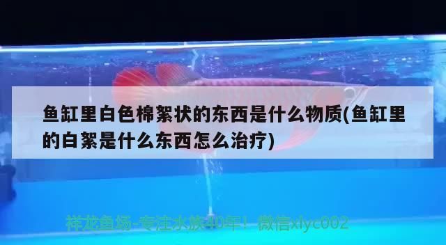 魚缸里白色棉絮狀的東西是什么物質(魚缸里的白絮是什么東西怎么治療) 魚缸里白色棉絮狀的東西是什么物質(魚缸里的白絮是什么東西怎么治療) 錦鯉魚百科 第3張