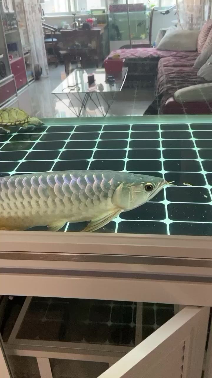 養了一個月了是個什么龍啊紅還是金