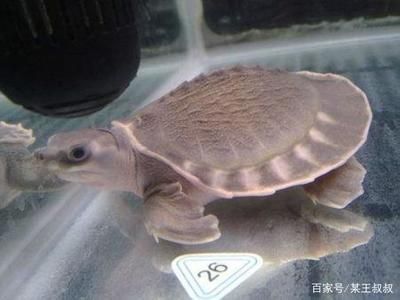 豬鼻龜有幾種顏色：豬鼻龜品種鑒別豬鼻龜年齡判斷技巧豬鼻龜年齡判斷技巧