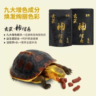 豬鼻龜有幾種顏色：豬鼻龜品種鑒別豬鼻龜年齡判斷技巧豬鼻龜年齡判斷技巧
