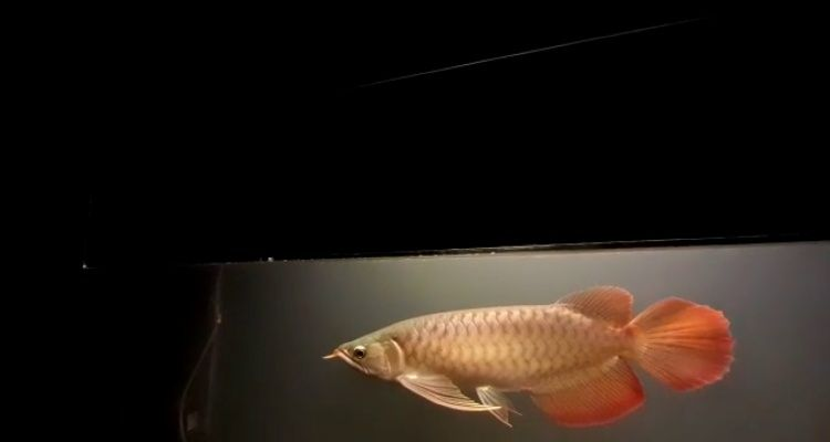 原始流域的大湖紅龍體型都是完美表現，大湖龍魚代購，條條頂級品質
