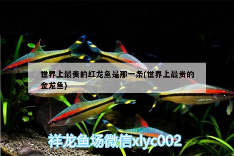 世界上最貴的紅龍魚是那一條(世界上最貴的金龍魚)