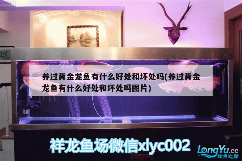 養過背金龍魚有什么好處和壞處嗎(養過背金龍魚有什么好處和壞處嗎圖片)