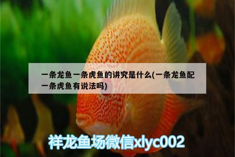 一條龍魚(yú)一條虎魚(yú)的講究是什么(一條龍魚(yú)配一條虎魚(yú)有說(shuō)法嗎)
