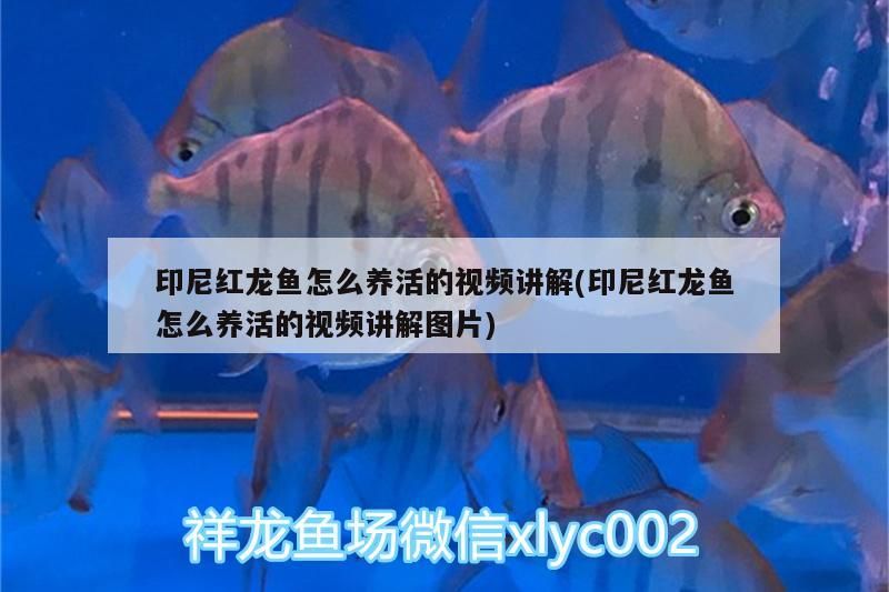 印尼紅龍魚怎么養活的視頻講解(印尼紅龍魚怎么養活的視頻講解圖片)