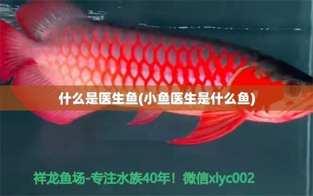 金老虎魚的天敵有哪些，關于金猛魚和虎魚的天敵信息金猛魚和虎魚的天敵信息