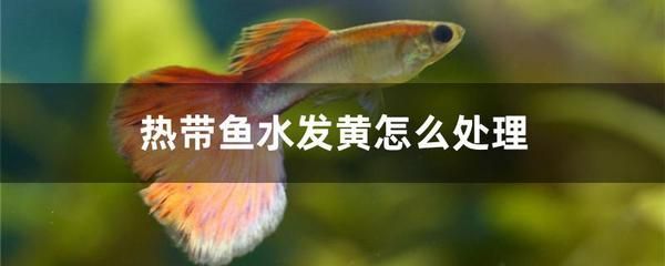 魚缸黃水用什么植物清洗好（魚缸黃水用什么藥）