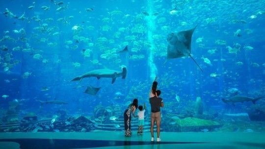 海南哪個水族館最好（三亞亞特蘭蒂斯水族館和海花島歐堡酒店水族館是較為知名的景點）