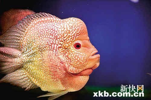 元寶鳳凰魚能和什么魚混養(yǎng)呢圖片：元寶鳳凰魚與其他魚類混養(yǎng)時(shí)，會咬其他魚嗎 元寶鳳凰魚能和什么魚混養(yǎng)呢圖片：元寶鳳凰魚與其他魚類混養(yǎng)時(shí)，會咬其他魚嗎 元寶鳳凰魚百科 第2張