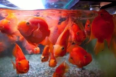元寶鳳凰魚能和什么魚混養(yǎng)呢圖片：元寶鳳凰魚與其他魚類混養(yǎng)時(shí)，會咬其他魚嗎 元寶鳳凰魚能和什么魚混養(yǎng)呢圖片：元寶鳳凰魚與其他魚類混養(yǎng)時(shí)，會咬其他魚嗎 元寶鳳凰魚百科 第4張