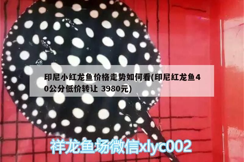 印尼小紅龍魚價格走勢如何看(印尼紅龍魚40公分低價轉(zhuǎn)讓3980元)