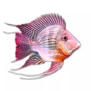 進口元寶鳳凰魚的長度：進口元寶鳳凰魚的生長速度