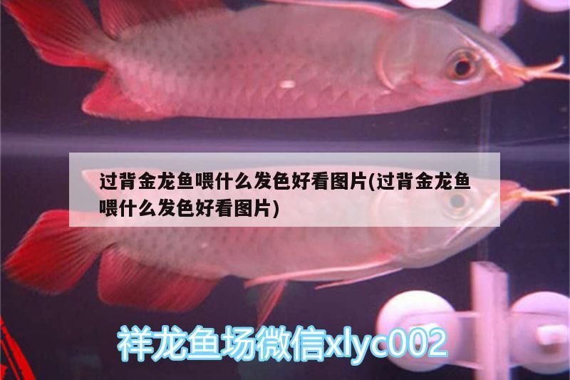 過背金龍魚喂什么發色好看圖片(過背金龍魚喂什么發色好看圖片)
