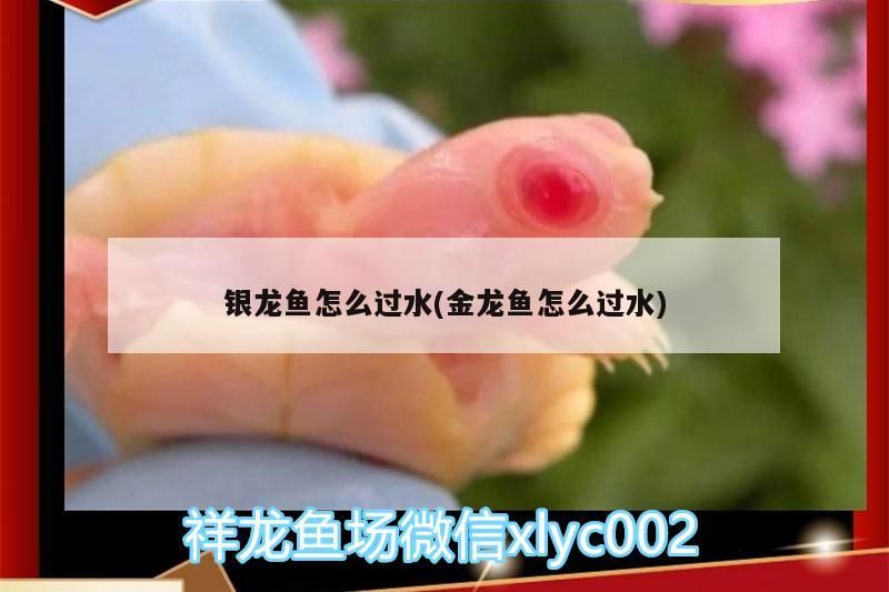 銀龍魚怎么過水(金龍魚怎么過水) 銀龍魚怎么過水(金龍魚怎么過水) 銀龍魚百科 第3張