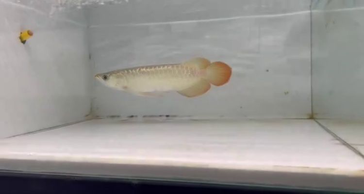 印尼大湖紅龍魚幼魚圖片高清大全：印尼大湖紅龍魚幼魚