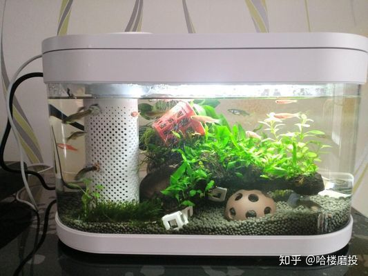 龍魚缸下層魚怎么養，養殖龍魚缸下的底層魚的注意事項