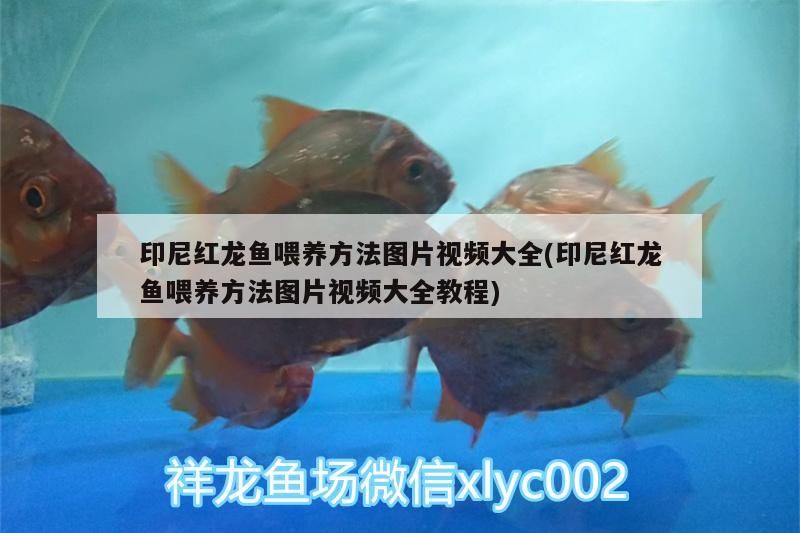 印尼紅龍魚喂養(yǎng)方法圖片視頻大全(印尼紅龍魚喂養(yǎng)方法圖片視頻大全教程)