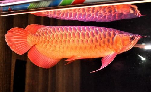 魚缸增氧泵的正確使用方法視頻教學(xué)全集(魚缸增氧泵安裝視頻講解)