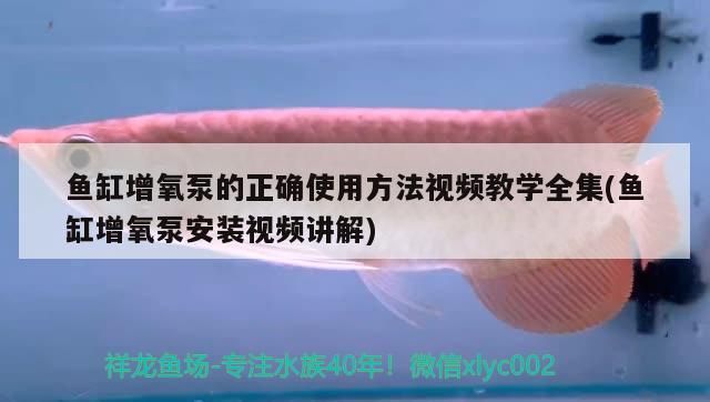 魚缸增氧泵的正確使用方法視頻教學(xué)全集(魚缸增氧泵安裝視頻講解)
