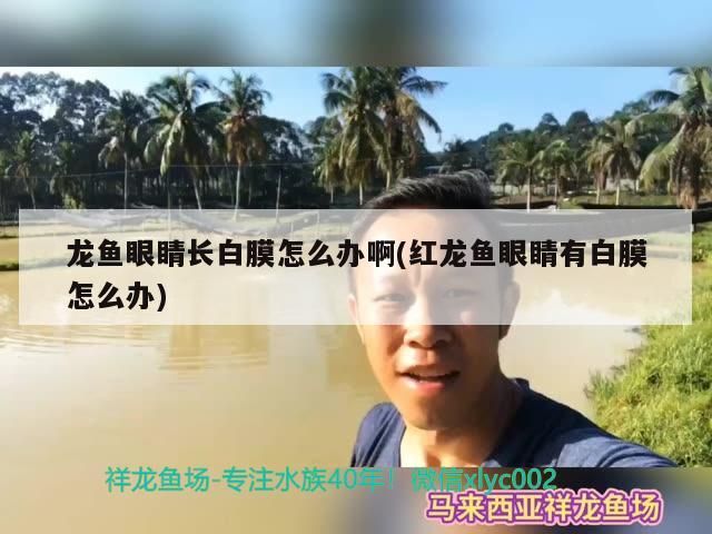 龍魚眼睛長白膜怎么辦啊(紅龍魚眼睛有白膜怎么辦)
