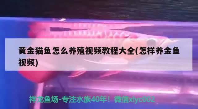 黃金貓魚怎么養殖視頻教程大全(怎樣養金魚視頻)