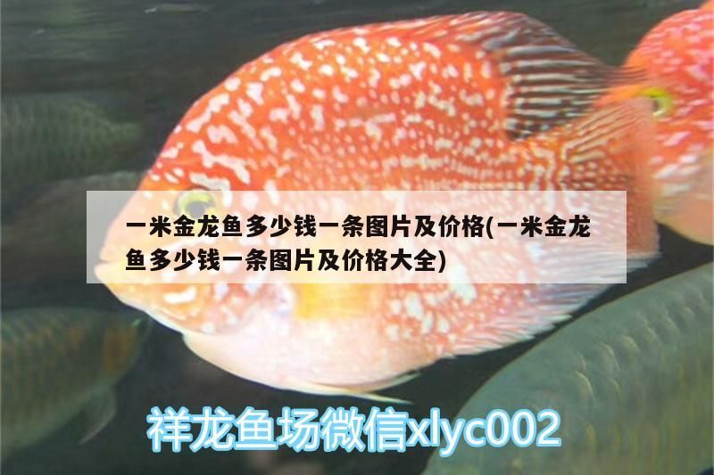 一米金龍魚多少錢一條圖片及價格(一米金龍魚多少錢一條圖片及價格大全)