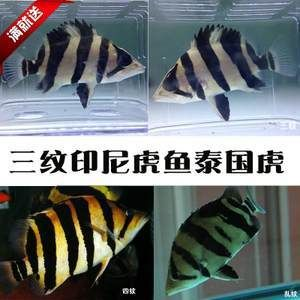 去泰國買虎魚便宜嗎多少錢一條：去泰國買虎魚便宜嗎，去泰國買虎魚便宜嗎多少錢一條 去泰國買虎魚便宜嗎多少錢一條：去泰國買虎魚便宜嗎，去泰國買虎魚便宜嗎多少錢一條 虎魚百科 第3張