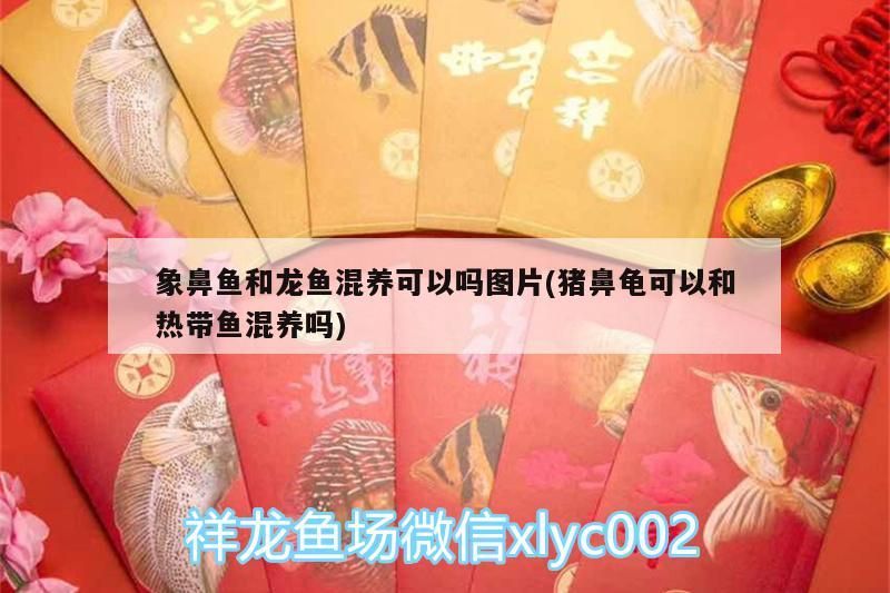 象鼻魚和龍魚混養可以嗎圖片(豬鼻龜可以和熱帶魚混養嗎)