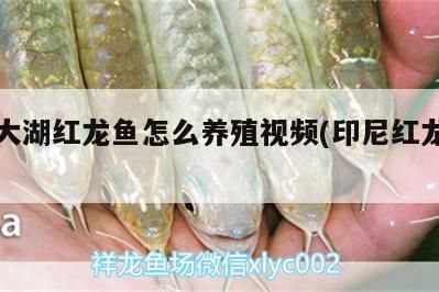 印尼大湖紅龍魚怎么養(yǎng)殖視頻(印尼紅龍魚苗)