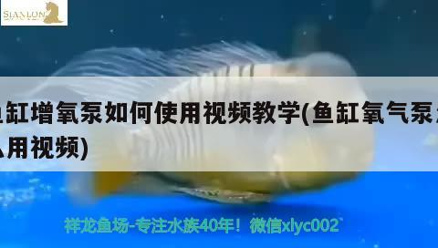 魚缸增氧泵如何使用視頻教學(xué)(魚缸氧氣泵怎么用視頻)