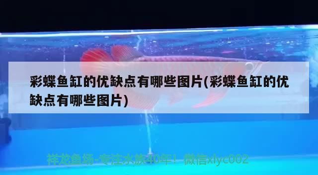 彩蝶魚缸的優缺點有哪些圖片(彩蝶魚缸的優缺點有哪些圖片) 彩蝶魚缸的優缺點有哪些圖片(彩蝶魚缸的優缺點有哪些圖片) 錦鯉魚百科 第2張