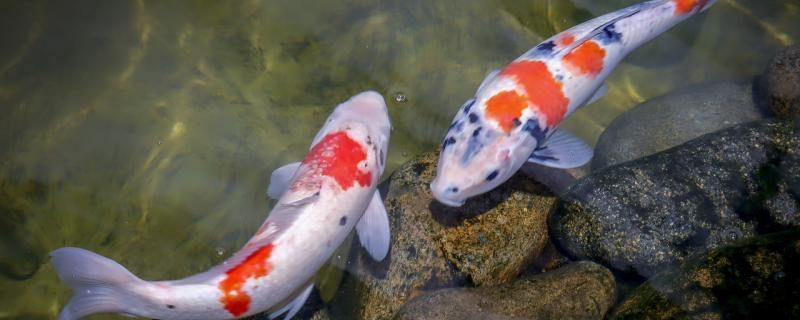 錦鯉能和龍魚一起混養嗎能和什么魚混養