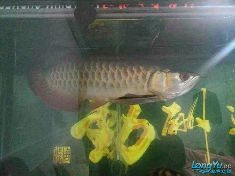 高背也可以 高背也可以 黃金貓魚百科 第3張