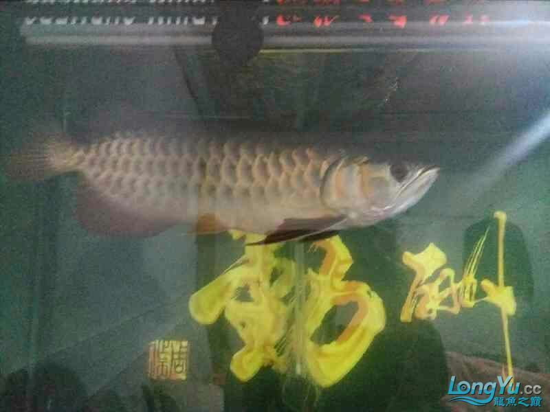 高背也可以 高背也可以 黃金貓魚百科 第4張
