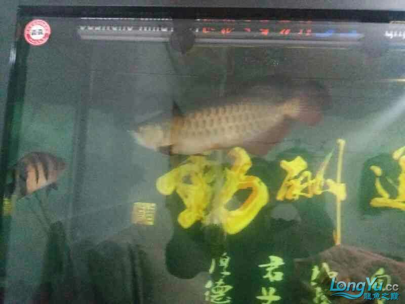 高背也可以 高背也可以 黃金貓魚百科 第5張