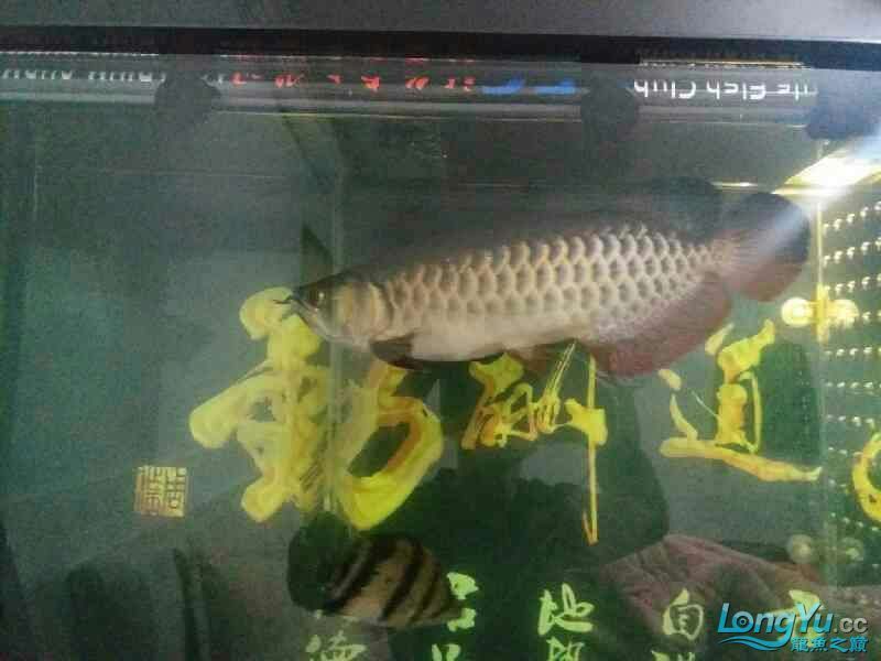 高背也可以 高背也可以 黃金貓魚百科 第6張