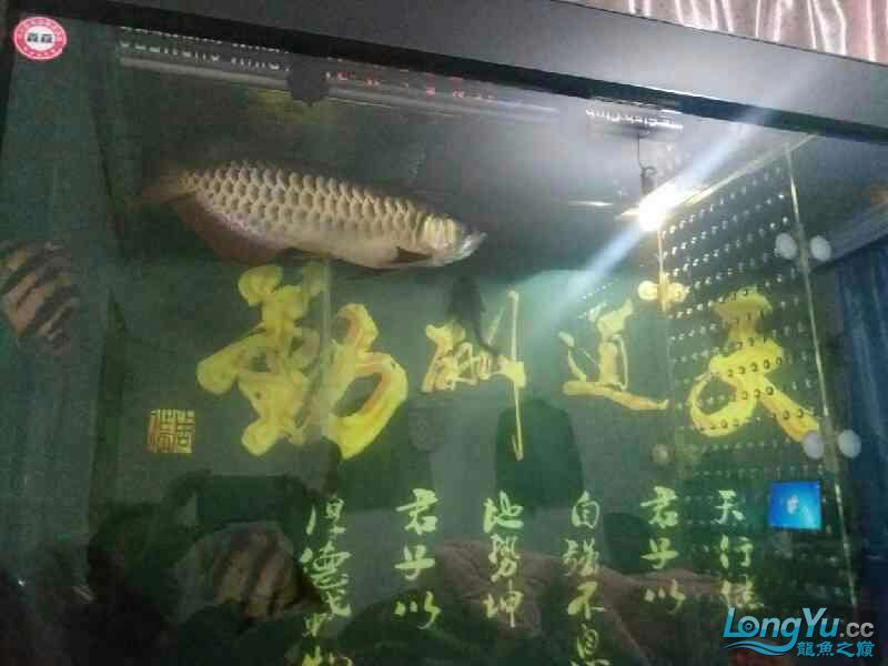 高背也可以 高背也可以 黃金貓魚百科 第7張