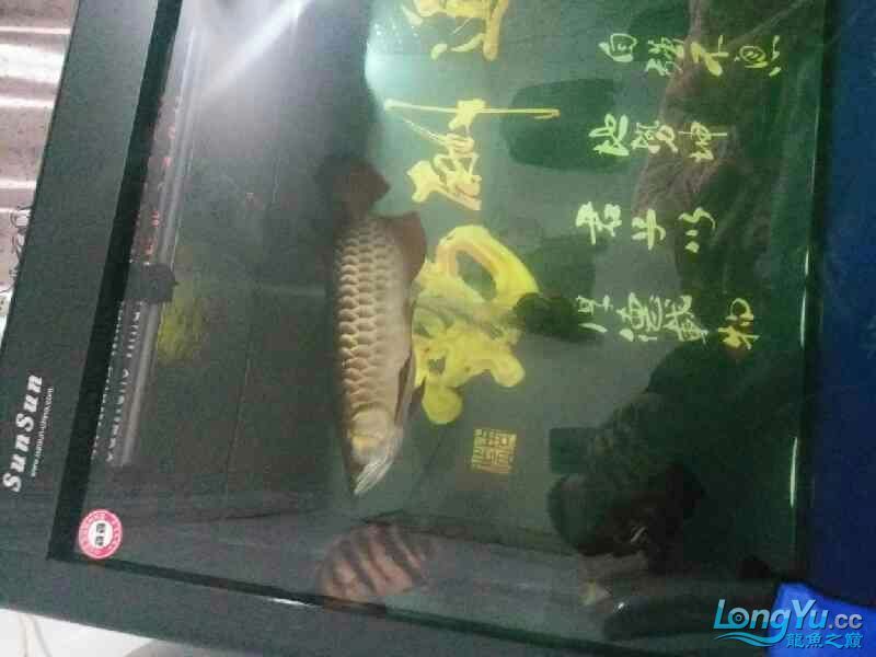 高背也可以 高背也可以 黃金貓魚百科 第8張