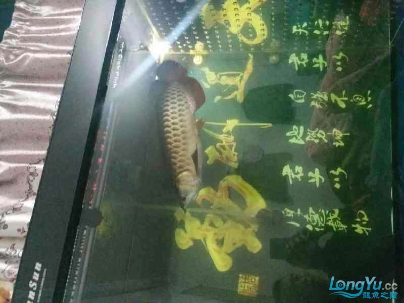 高背也可以 高背也可以 黃金貓魚百科 第9張