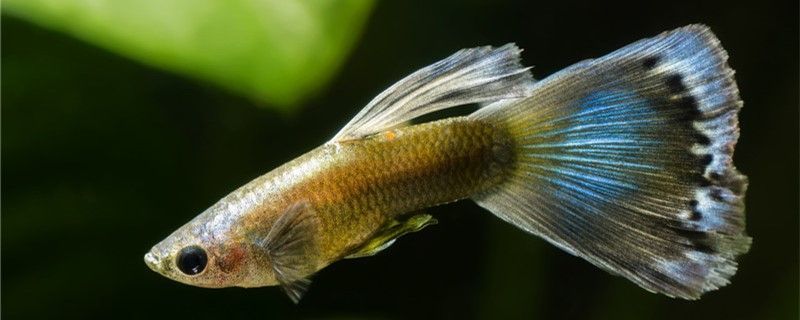 巴中魚缸批發訂做工廠直銷網站（剛買睡蓮要去污泥巴嗎）