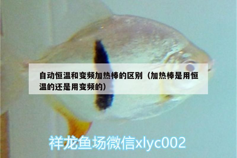 自動恒溫和變頻加熱棒的區(qū)別（加熱棒是用恒溫的還是用變頻的）