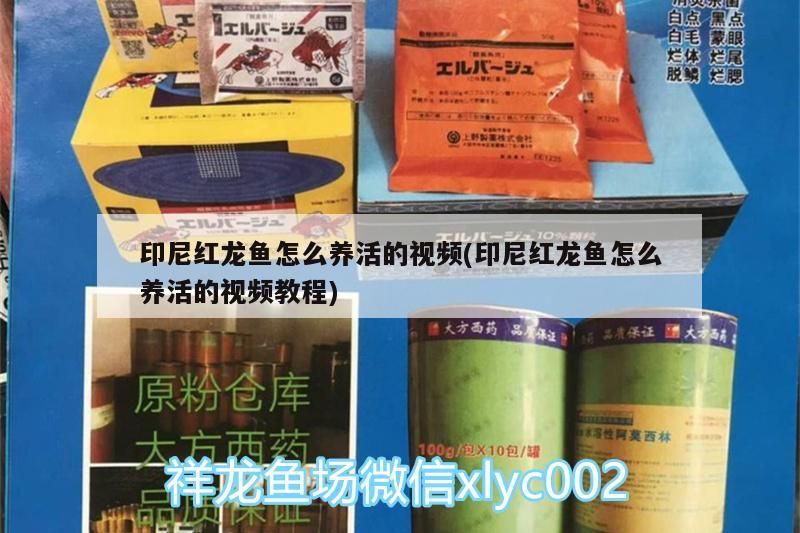 印尼紅龍魚怎么養活的視頻(印尼紅龍魚怎么養活的視頻教程)