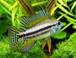 觀賞魚哪種（如何選擇觀賞魚的品種）