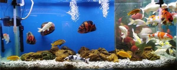 龍魚缸多久加一次鹽水，龍魚缸水質維護技巧