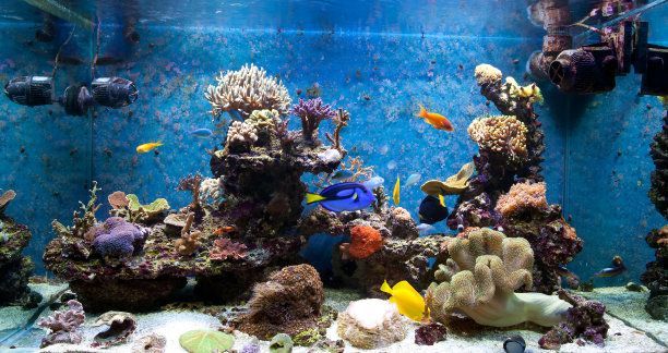龍魚缸多久加一次鹽水，龍魚缸水質維護技巧